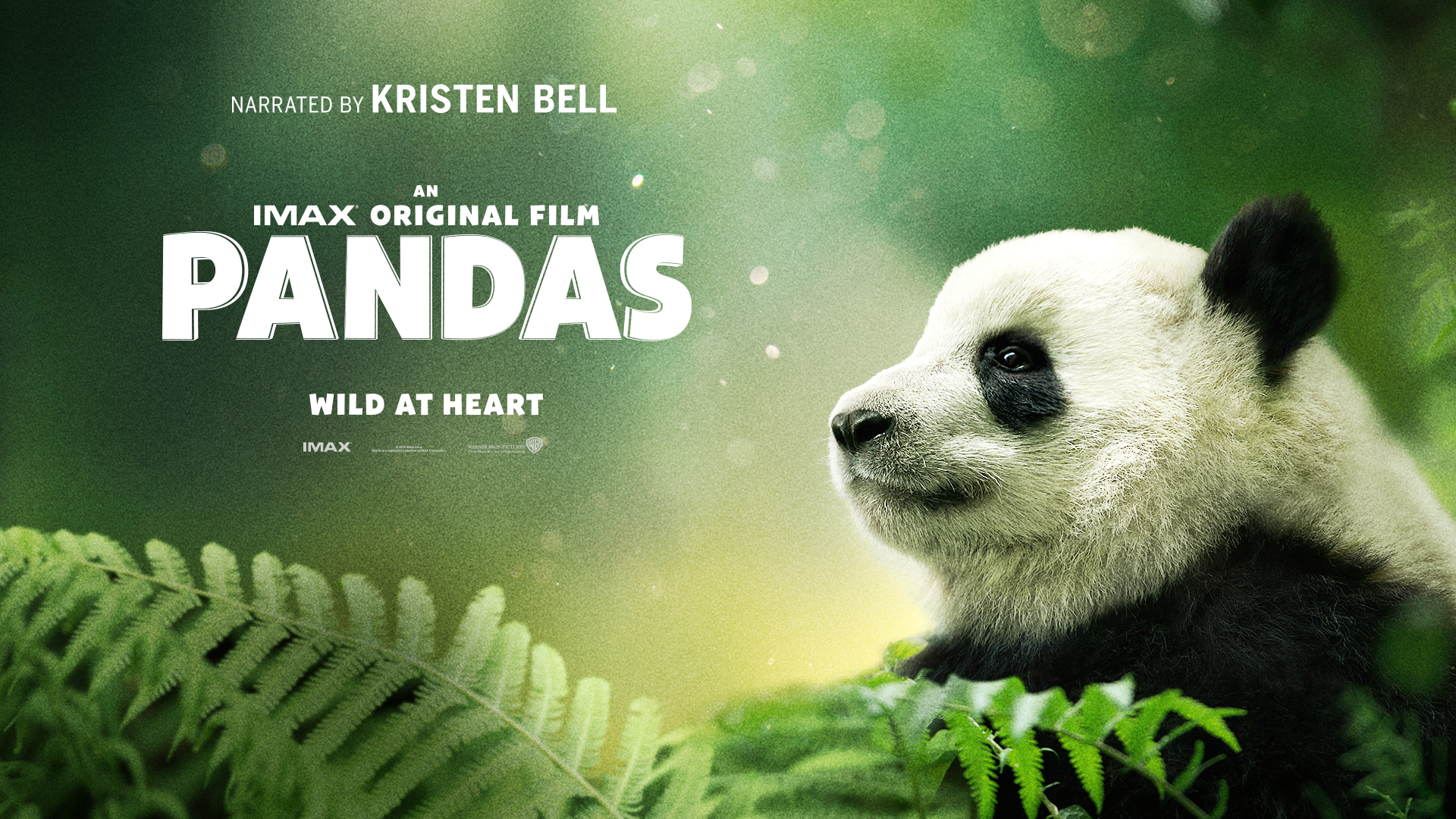 IMAX Pandas Review