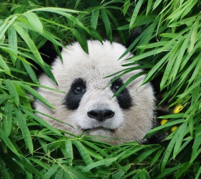 Review: IMAX Pandas (4k) - The Based Update